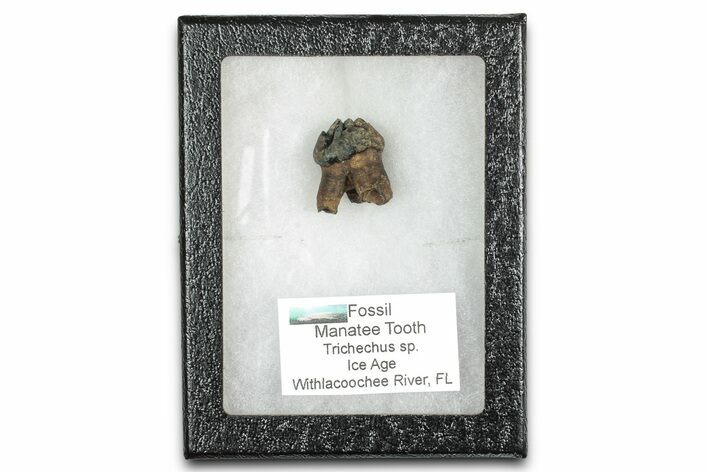 Pleistocene Fossil Manatee (Trichechus) Tooth - Florida #336171